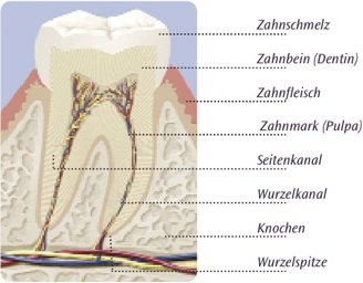 Endodontie Wurzelkanalbehandlung Unter Op Mikroskop Zahnarztpraxen Am Starnberger See Tutzing Berg